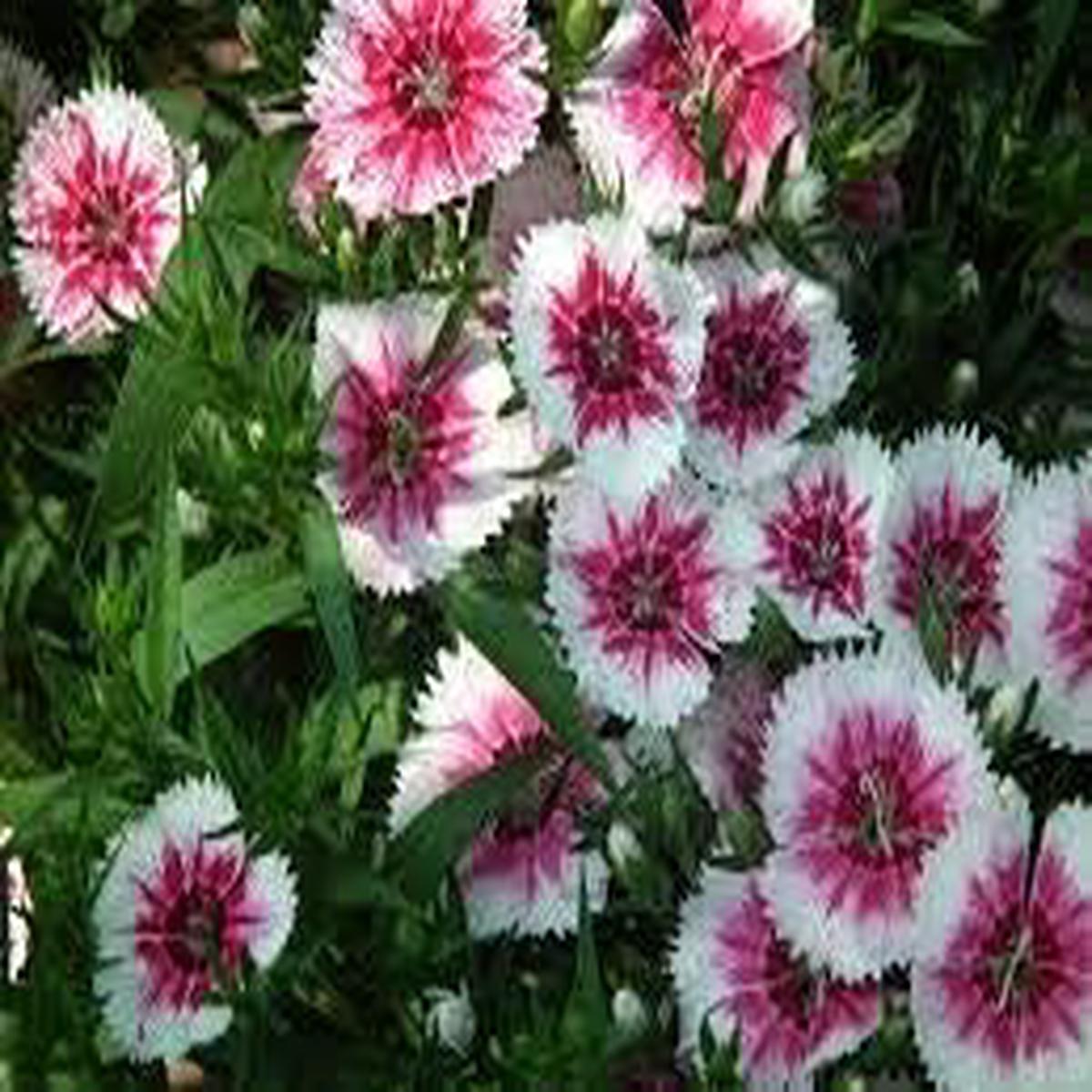 Organic White Mix Dianthus Flower Seeds for Planting  Heirloom Non-GMO | High Germination Organic Garden Seeds