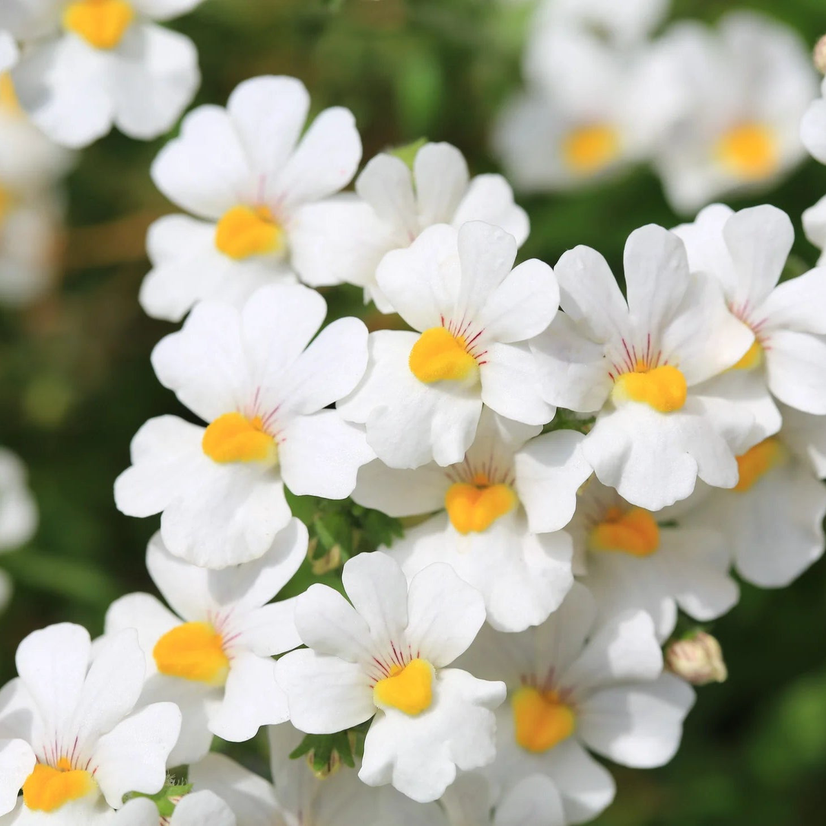 Organic White Nemesia Strumosa Flower Seeds for Planting  Heirloom, Non-GMO