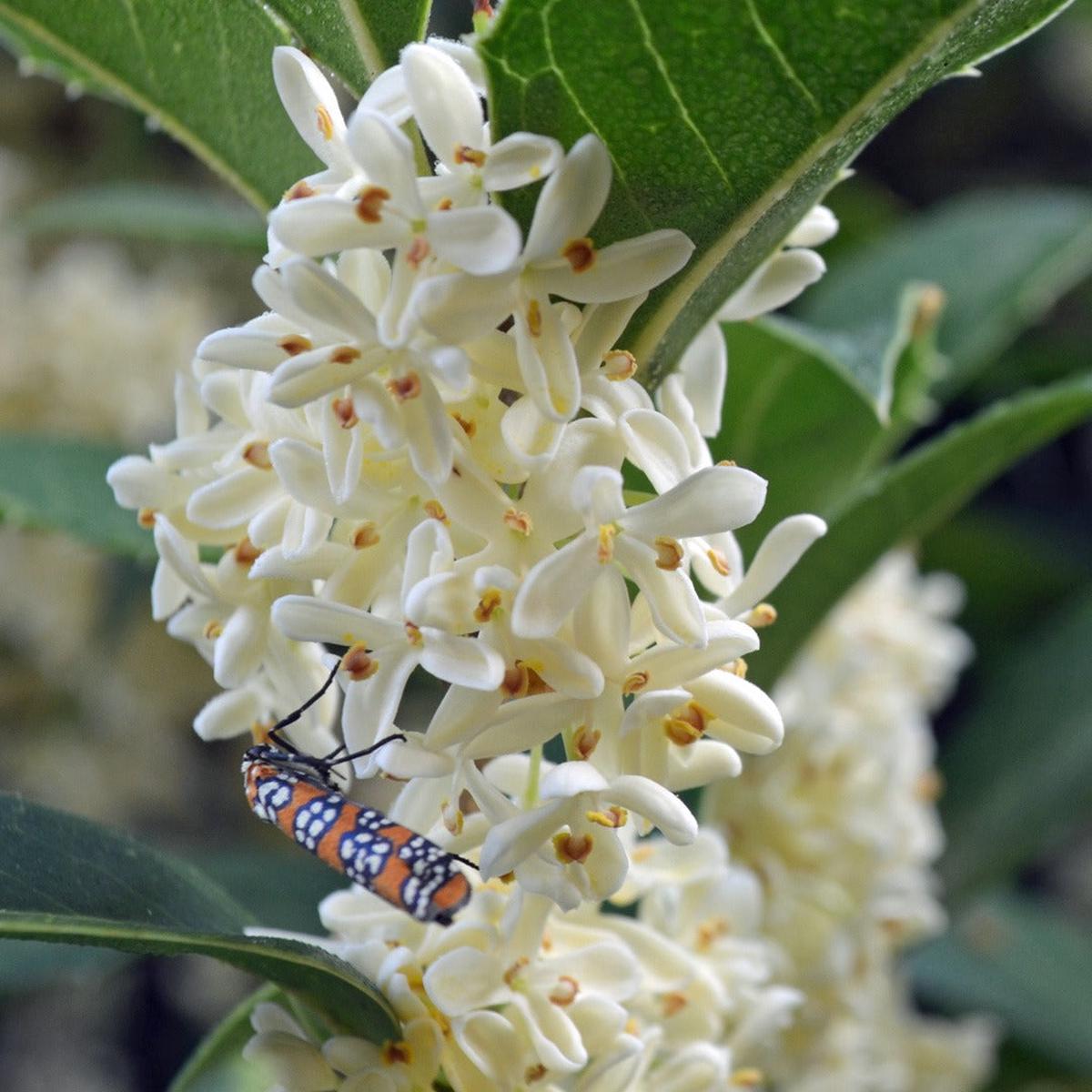 Osmanthus Flower Seeds for Planting Heirloom, Non-GMO, High Germination Garden Seeds