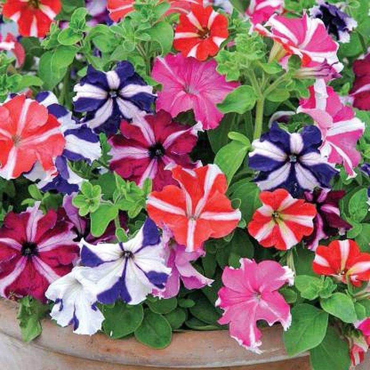 Petunia Flower Seeds ( , Four Seasons, Mixed Colors)