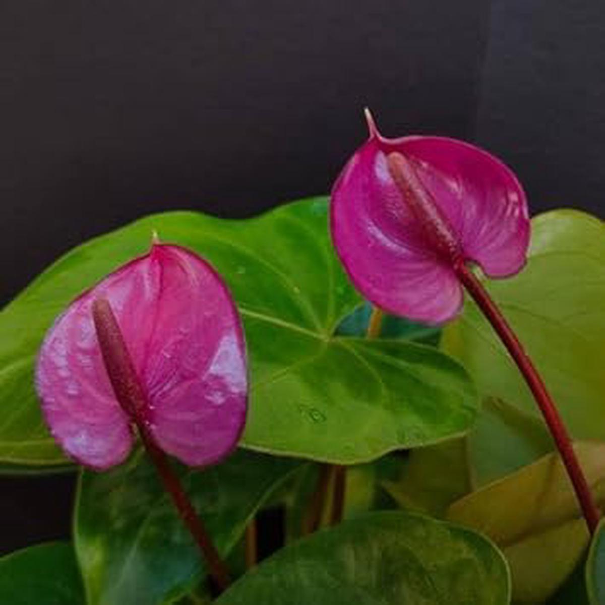 Pink Anthurium Andraeanum Flower Seeds for Planting - Heirloom and Non-GMO garden seeds
