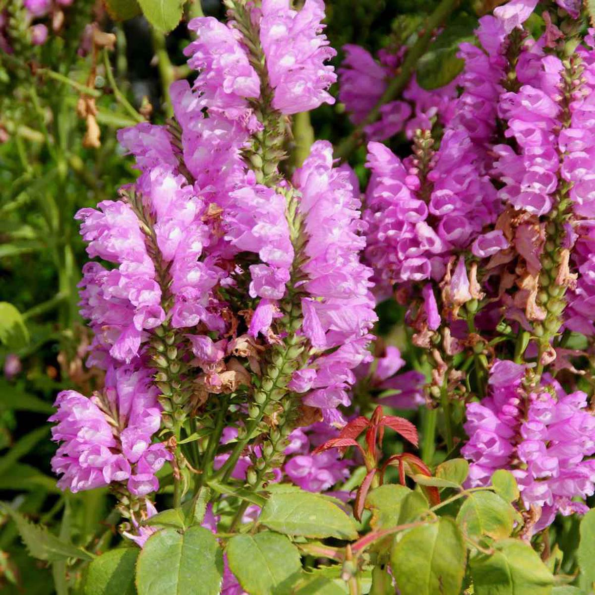 Pink Physostegia Flower Seeds for Planting | Heirloom Non-GMO High Germination Organic Garden Seeds