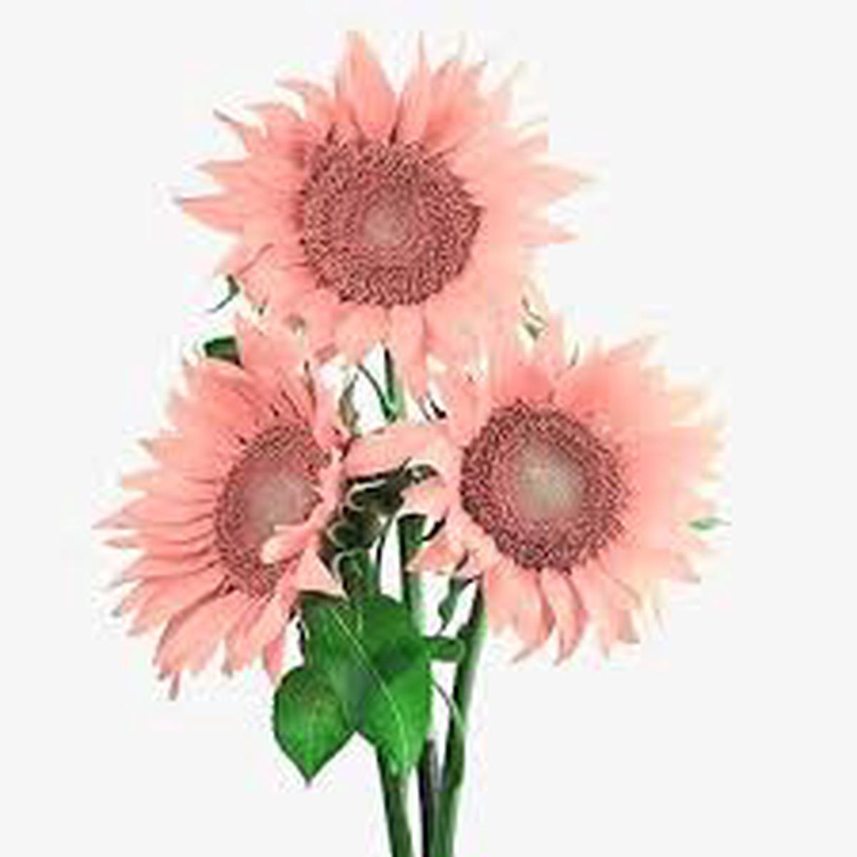 Pink Sunflower Flower Seeds for Planting  Heirloom Non-GMO High Germination Organic Garden Seeds