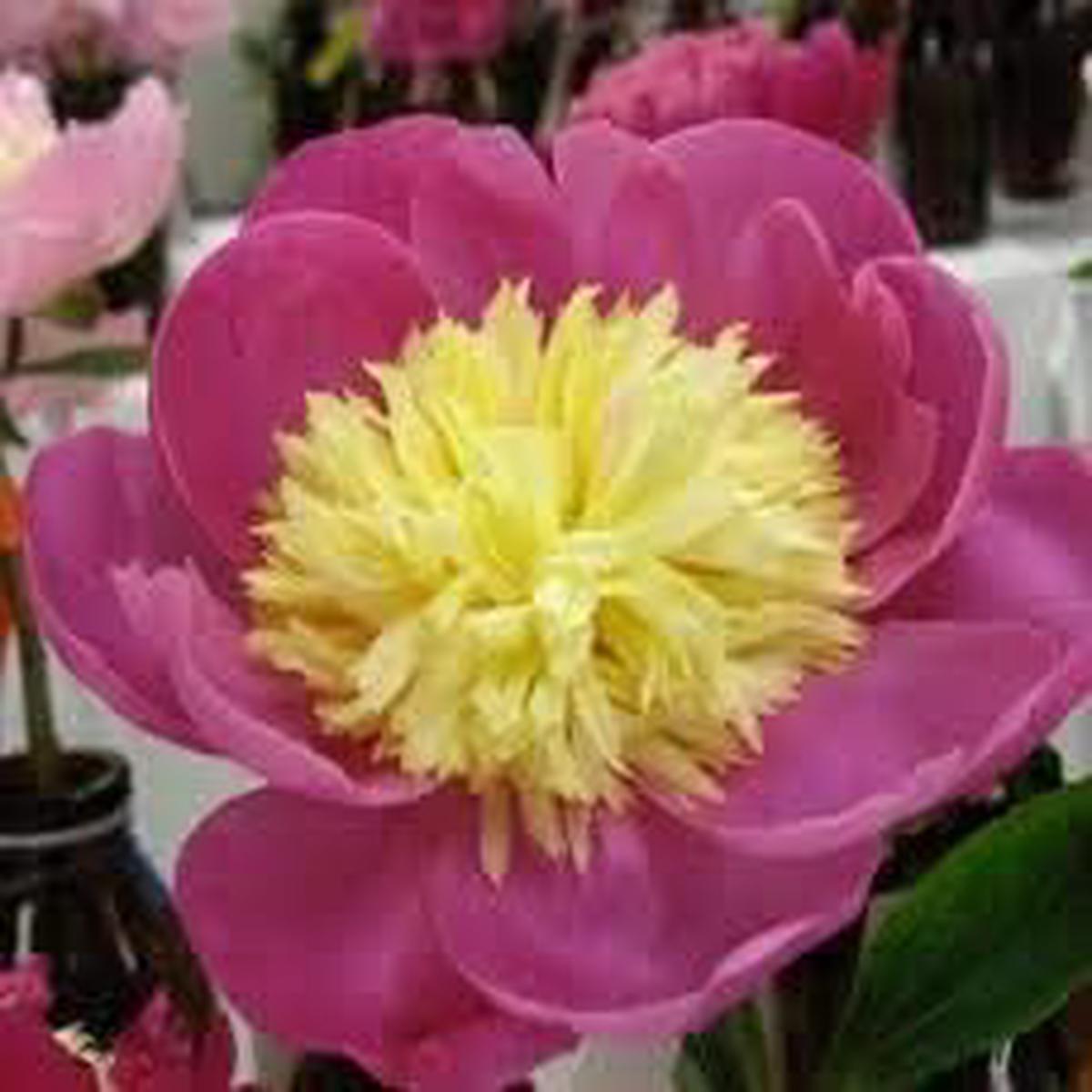 Pink Yellow Walter Mains Flower Seeds for Planting  Heirloom, Non-GMO, High Germination Organic Garden Seeds