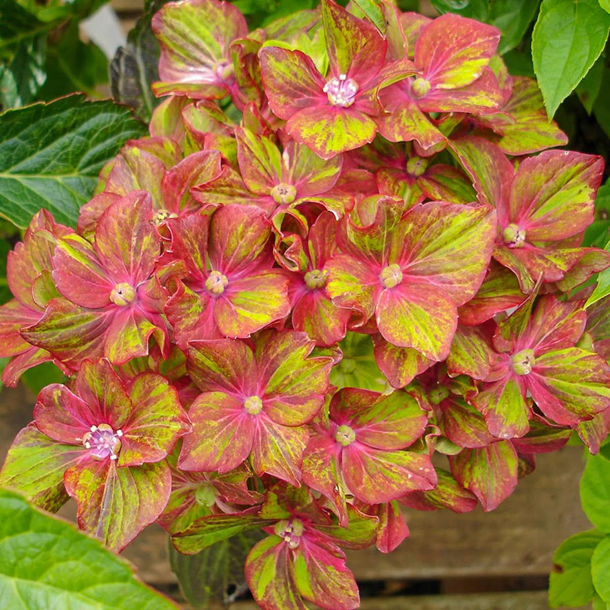 Pistachio Hydrangea Flower Seeds for Planting Heirloom, Non-GMO, Easy to Grow, Shrub
