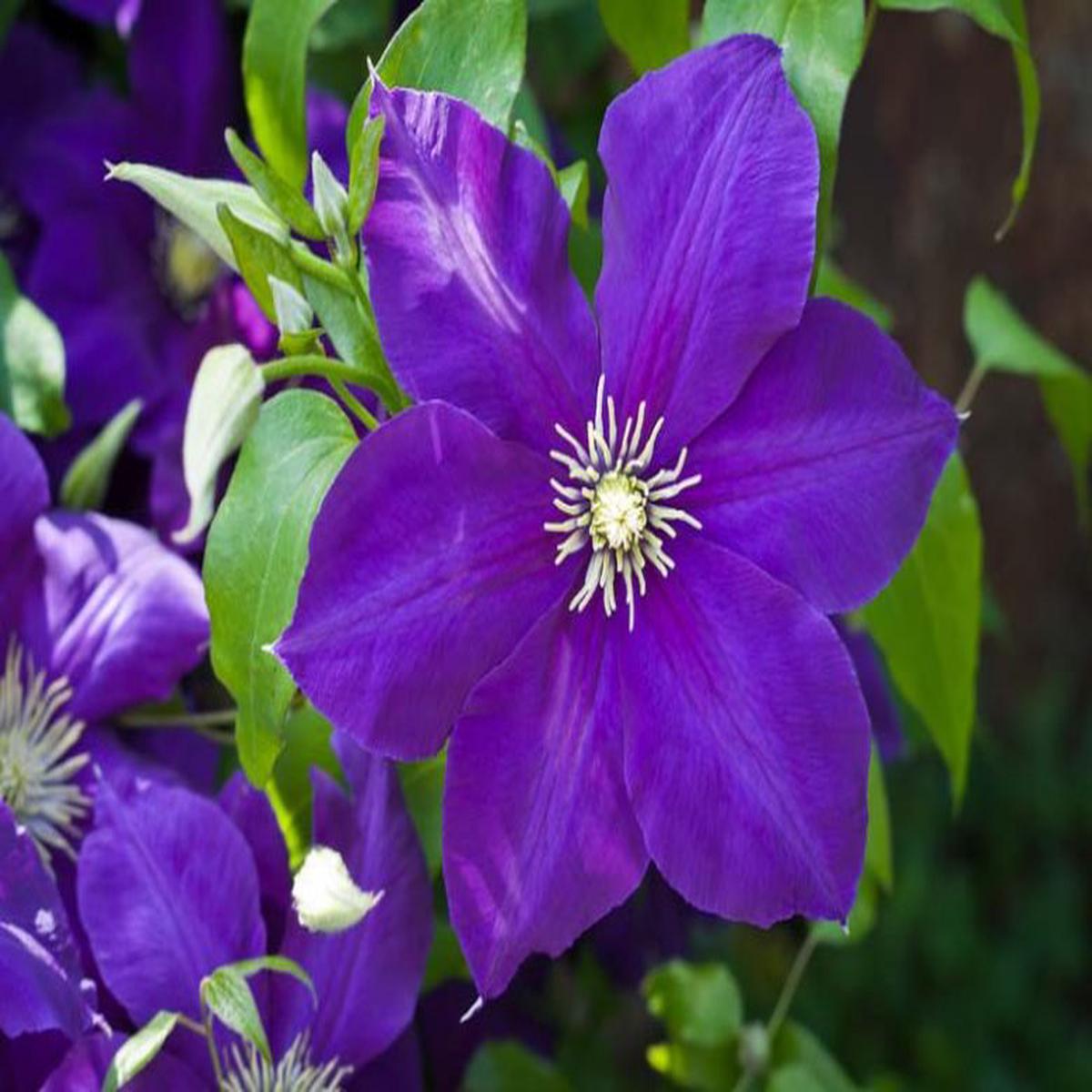 Purple Clematis Flower seeds for Planting - Fragrant Blossoms, Heirloom & GMO Free Seeds for Home Garden