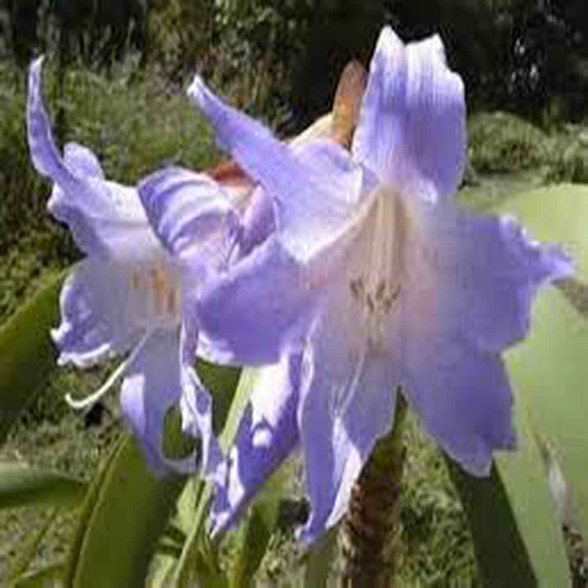 Purple Echte Amaryllis Seeds for Planting Stunning Perennial Blooms