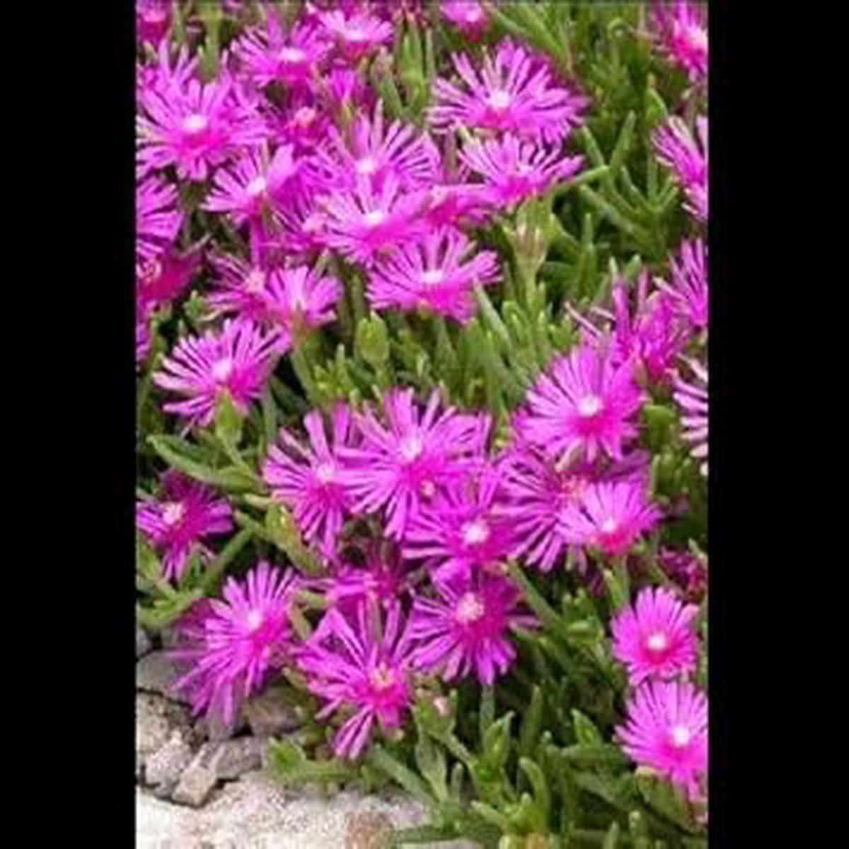 Purple Ice Flower seeds for Planting - Easy to Grow, Heirloom & GMO Free Seeds for Home Garden