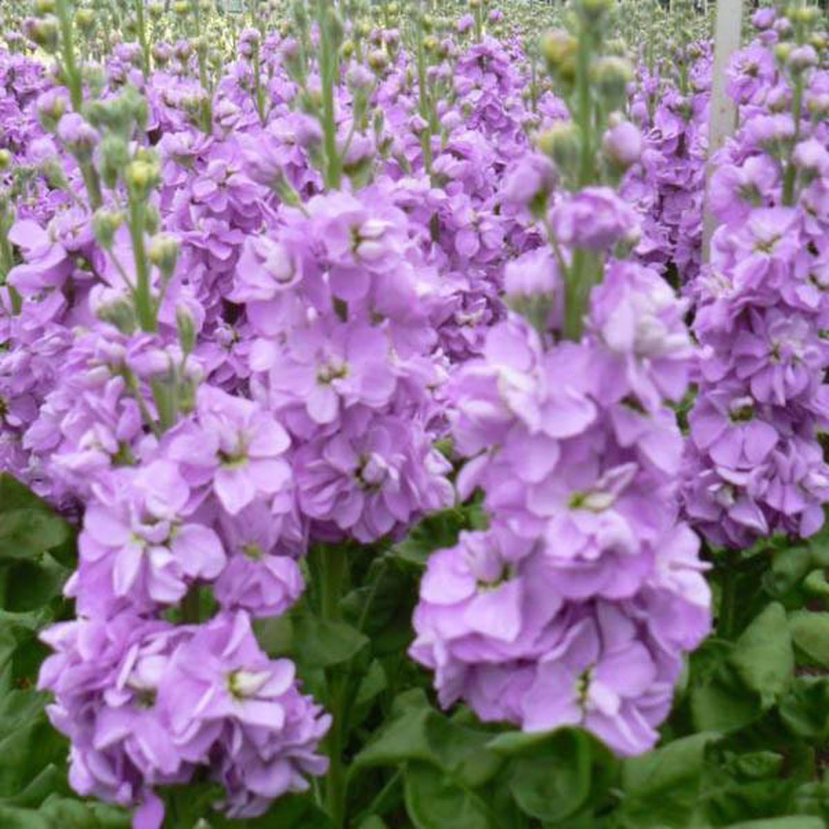 Purple Mini Matthiola Flower Seeds for Planting  Heirloom, Non-GMO, High Germination Garden Seeds
