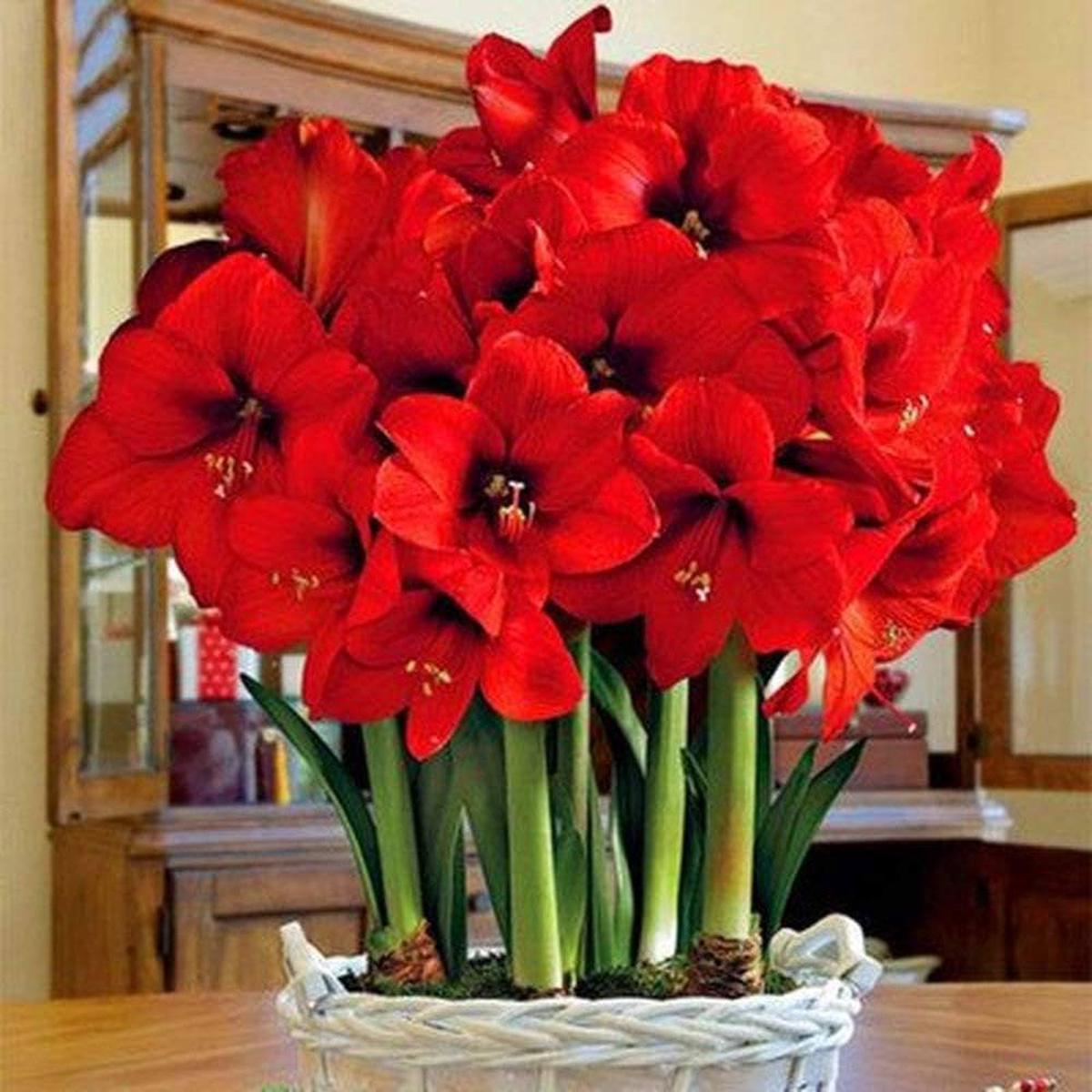 Red Amaryllis Barbados Flower Seeds for Planting Compact Growth Heirloom & GMO Free Seeds for Home Garden Sale
