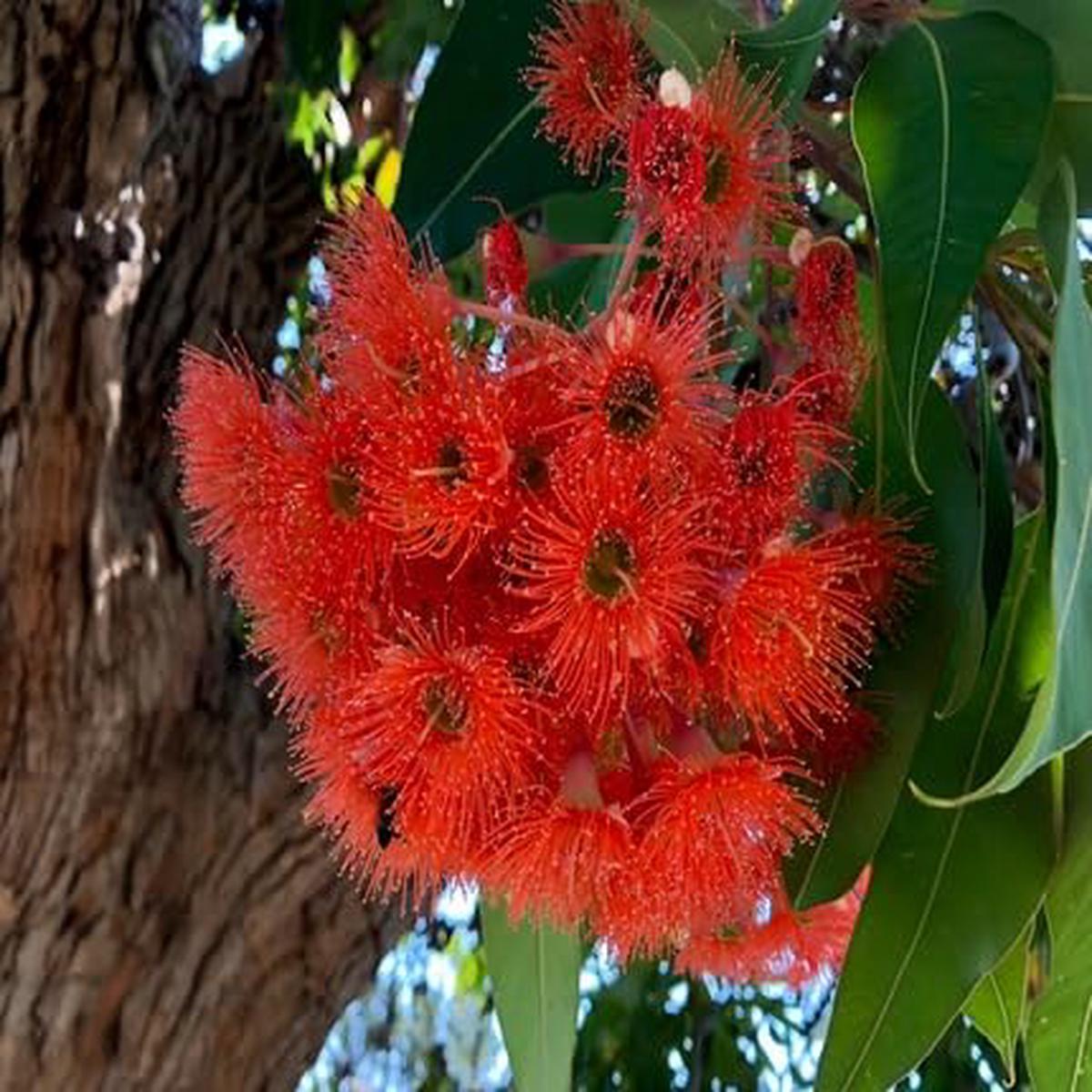 Red Corymbia Ficifolia Flower - Heirloom, Non - Gmo Seeds