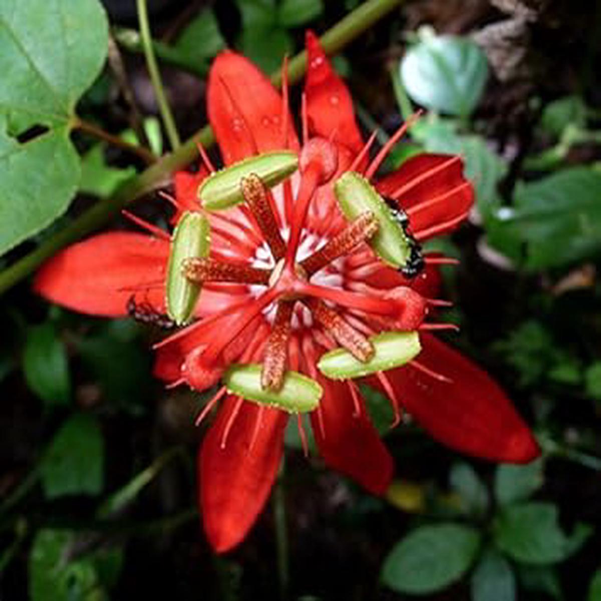 Red Passiflora Seeds for Planting Organic, Heirloom, Non-GMO Flower Seeds