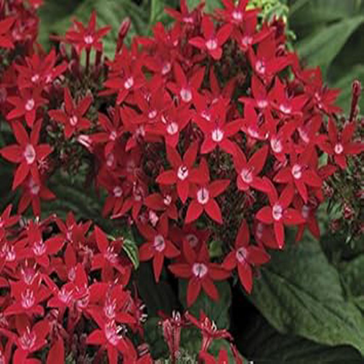 Red Pentas Flower seeds for Planting - Perfect for Borders, Heirloom & GMO Free Seeds for Home Garden