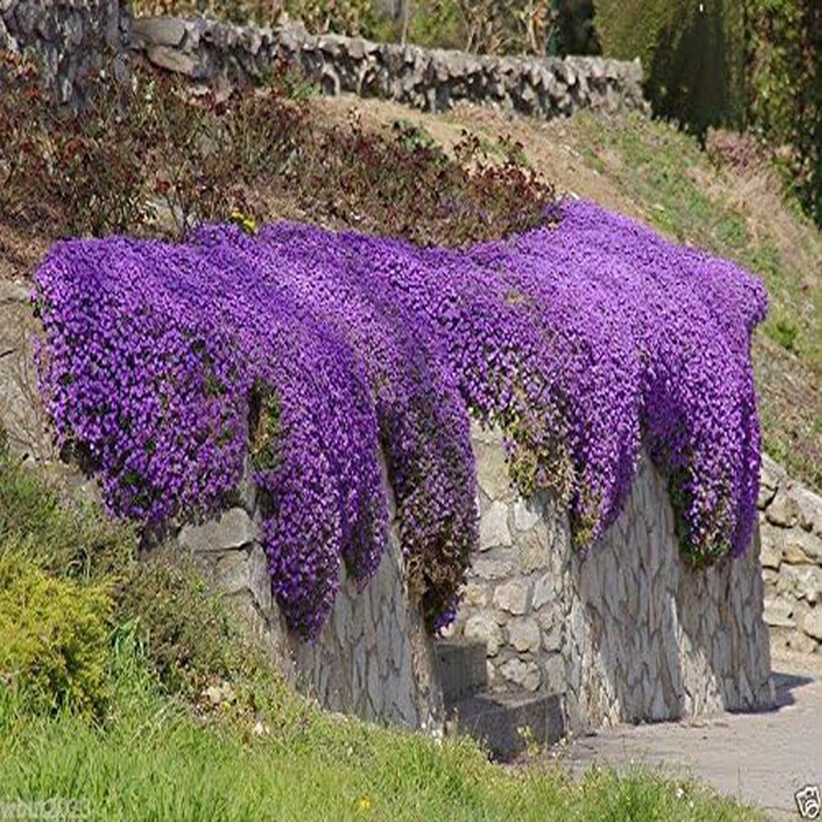 Rock Cress Aubrieta Deltoidea Cascade Purple Flower Seeds for Planting