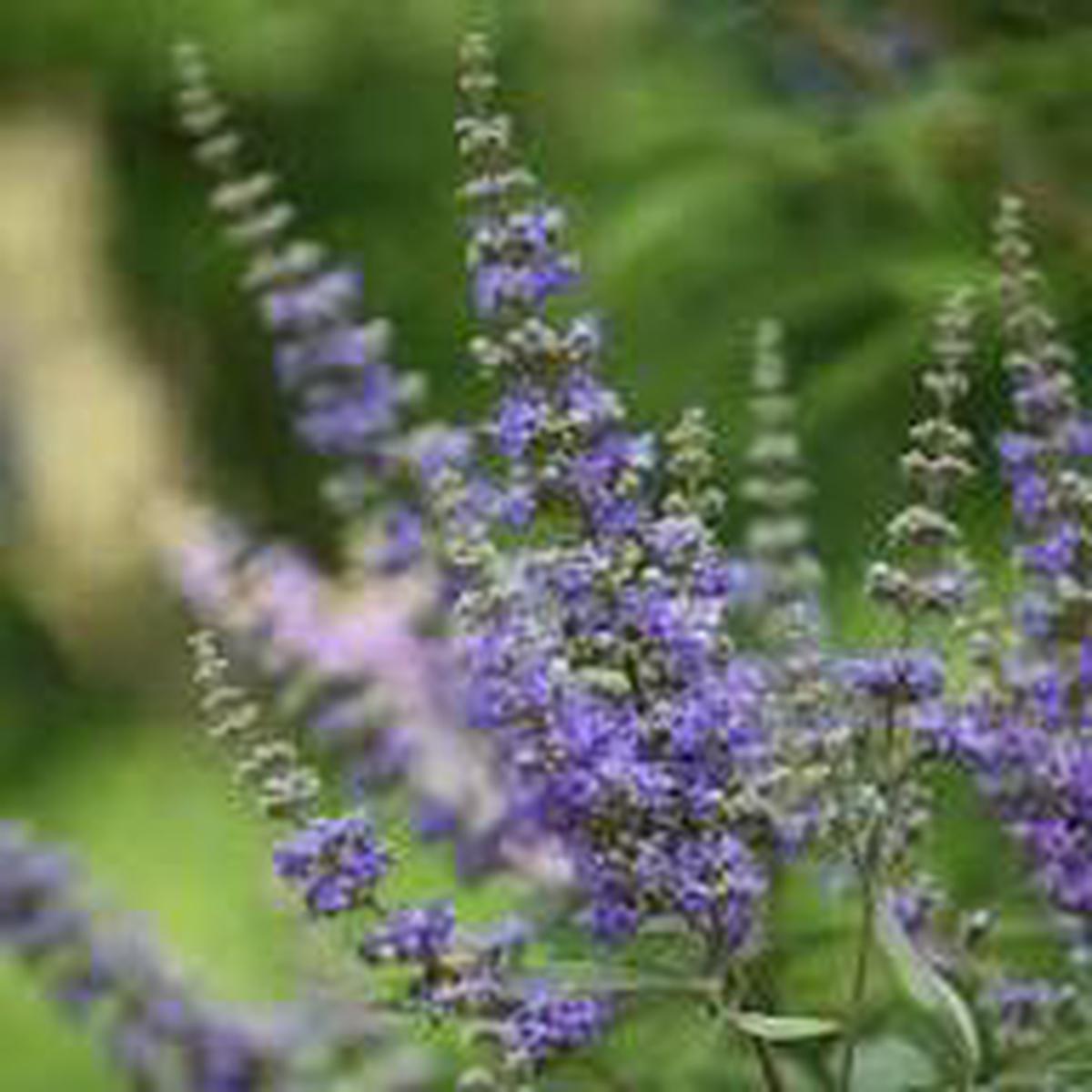 Seeds for Planting - Seasonal Bloomer, Heirloom & GMO Free Seeds for Home Garden Non-GMO
