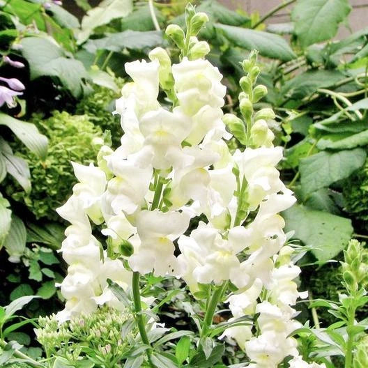 Snapdragon SNOWFLAKE Blooms Spring-Fall White up to Seeds  Heirloom, Non-GMO, High Germination Organic Garden Seeds