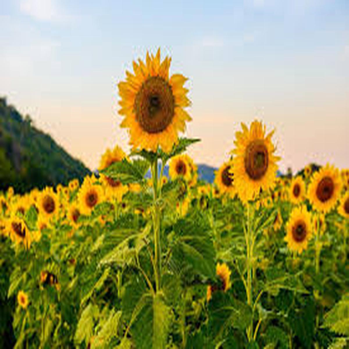 Sunflower Garden Seeds for Planting Heirloom, Non-GMO, Easy to Grow, Annual