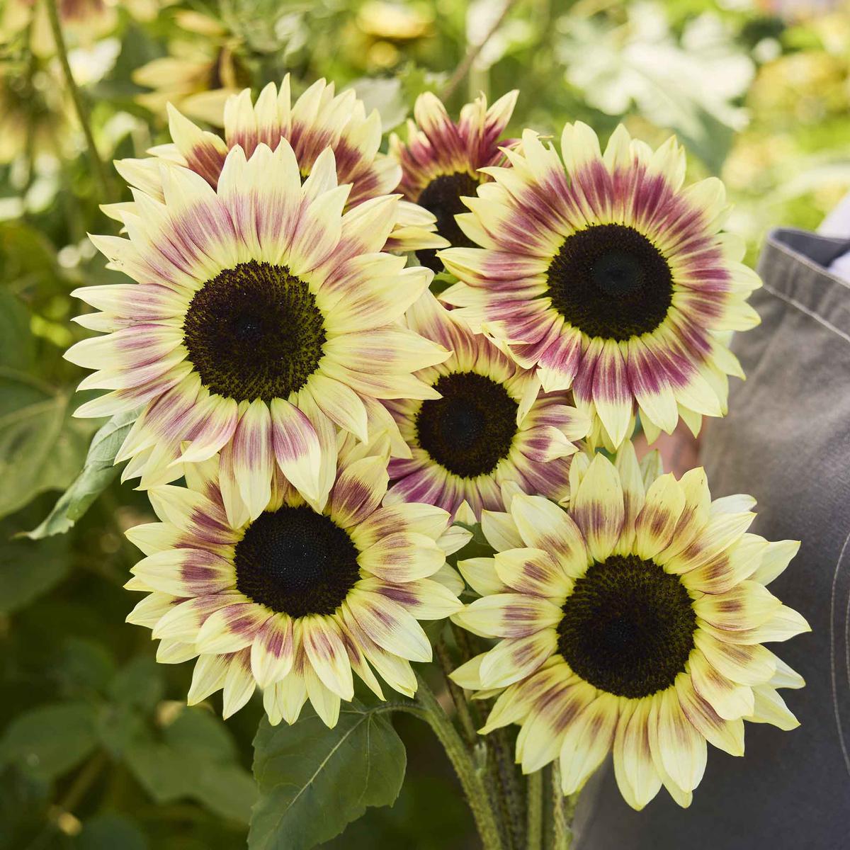 Sunflower Seeds - Summer Lovin F1