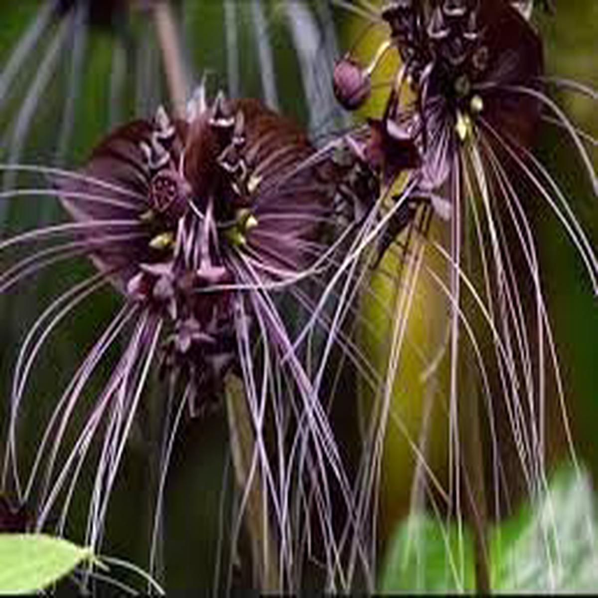 Tiger Orchid Flower seeds for Planting - Seasonal Bloomer, Heirloom & GMO Free Seeds for Home Garden