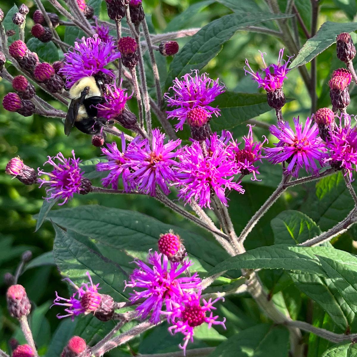 Vernonia Gigantea Flower Seeds for Planting | Heirloom Non-GMO High Germination Organic Garden Seeds