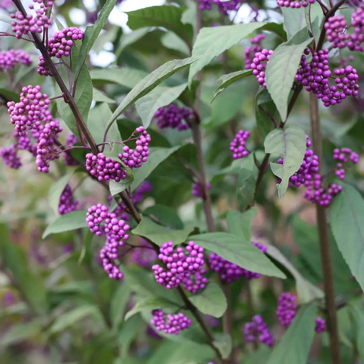 Violet Callicarpa Flower Seeds for Planting Heirloom Non-GMO, High Germination Organic Garden Seeds