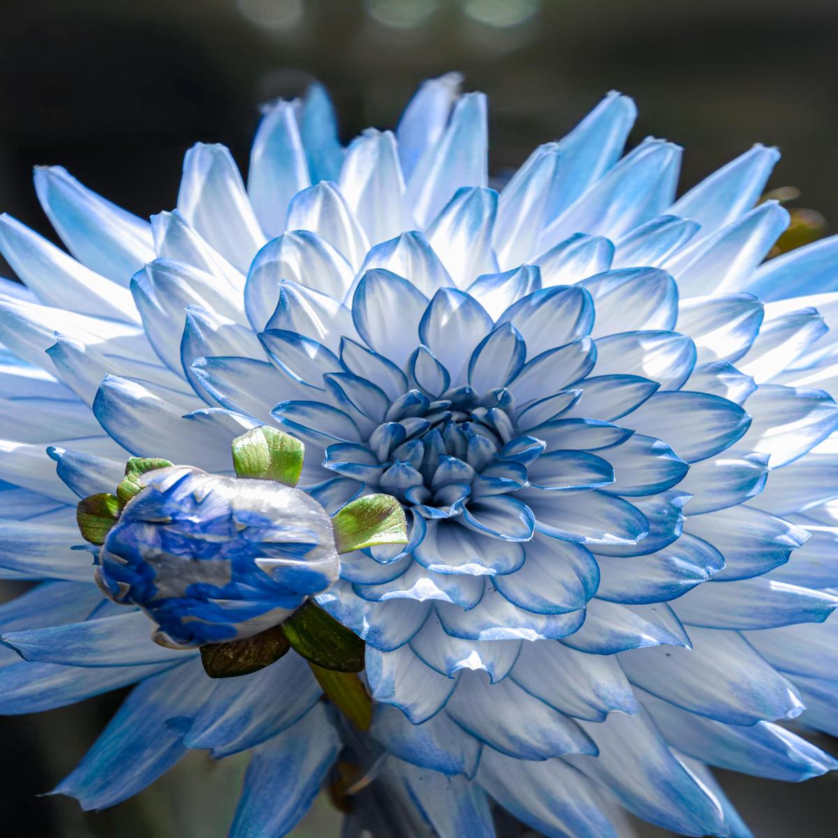 White Blue Dahlia Flower Seeds for Planting  Heirloom, Non-GMO, High Germination Mix