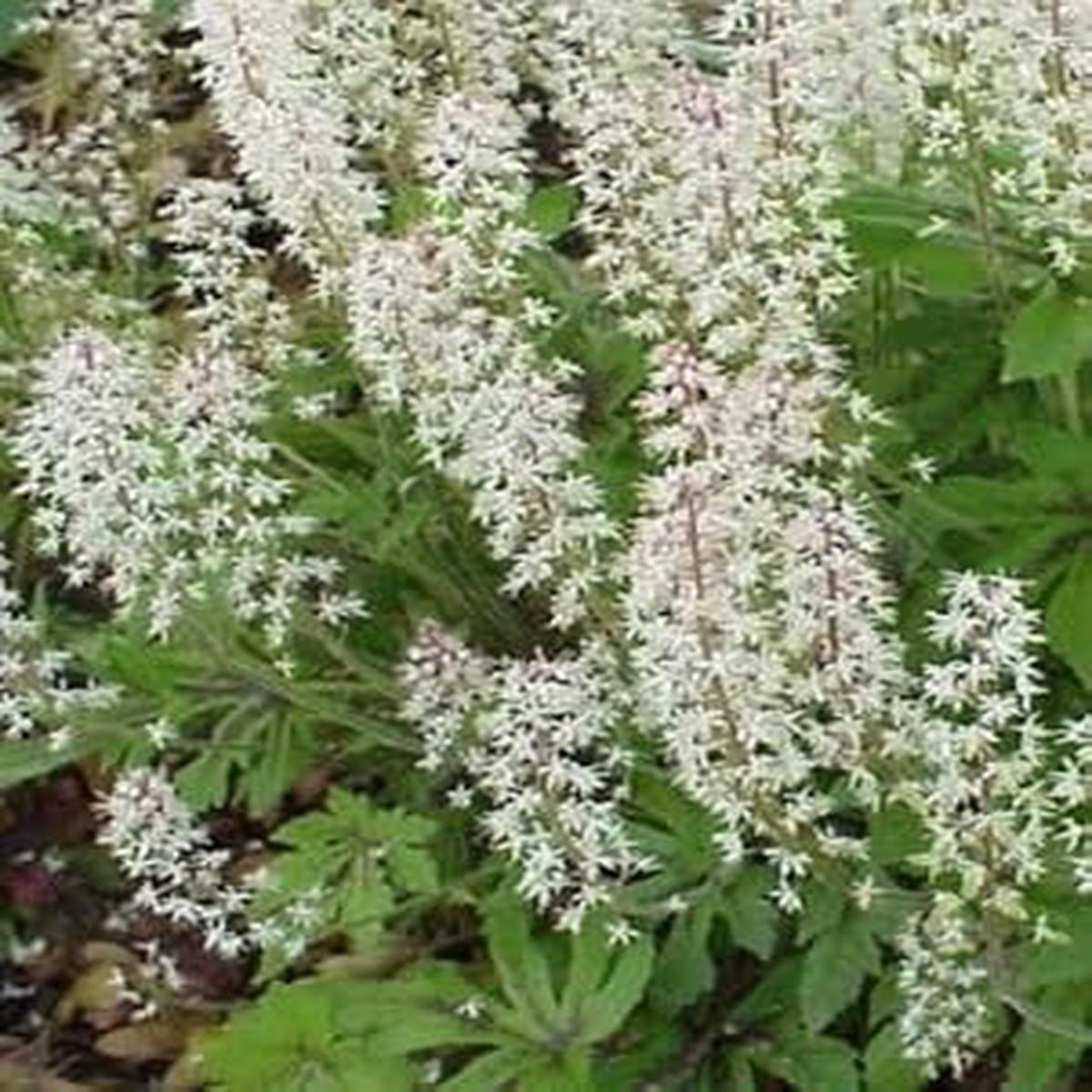 White Tiarella Foam Flower Planting Seeds for Garden Non-GMO, Heirloom, High Germination Seeds