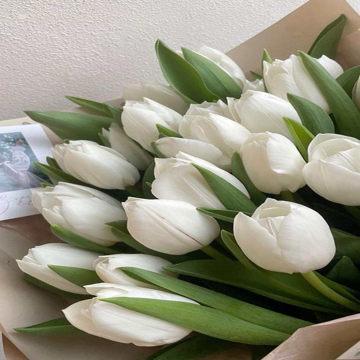 White Tulip Flower seeds for Planting  Drought Tolerant, Heirloom, Non-GMO Seeds for Home Garden