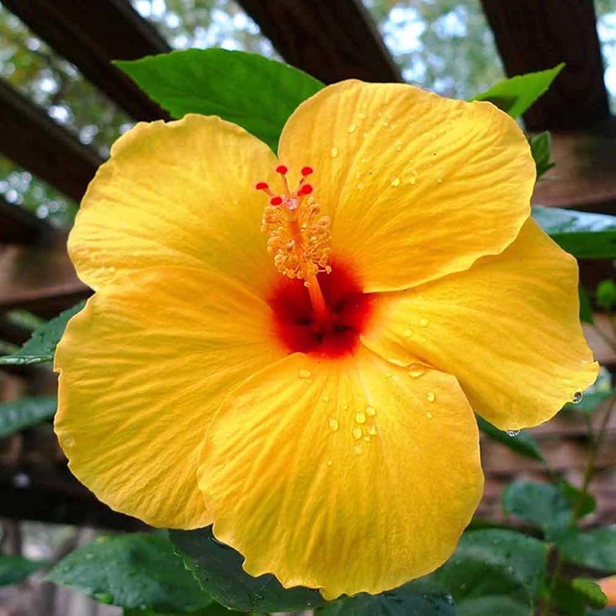 Yellow Hibiscus Flower Seeds for Planting  Heirloom, Non-GMO, Premium Organic Garden Seeds