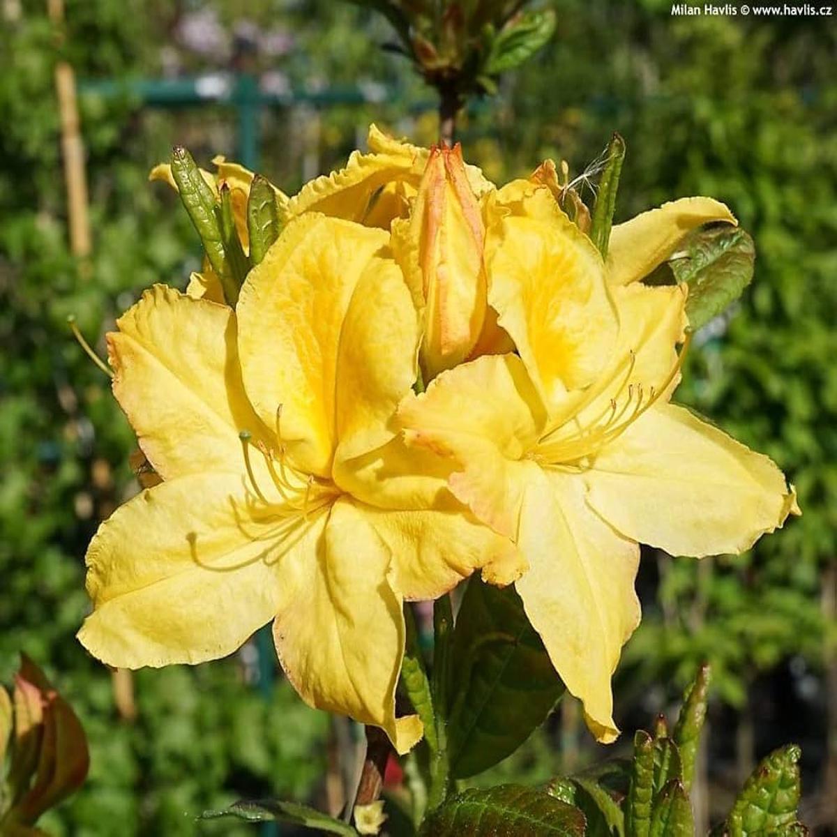 Yellow Rhododendron Rhododendron spp. Seeds for Planting - Perfect for Flower Bed & Shade Garden