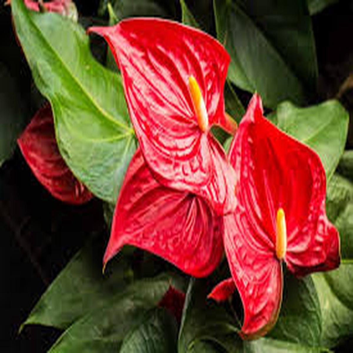 Anthurium Andraeanum Flower Seeds for Planting - Premium Quality, Heirloom & Non-GMO Seeds for Home Garden
