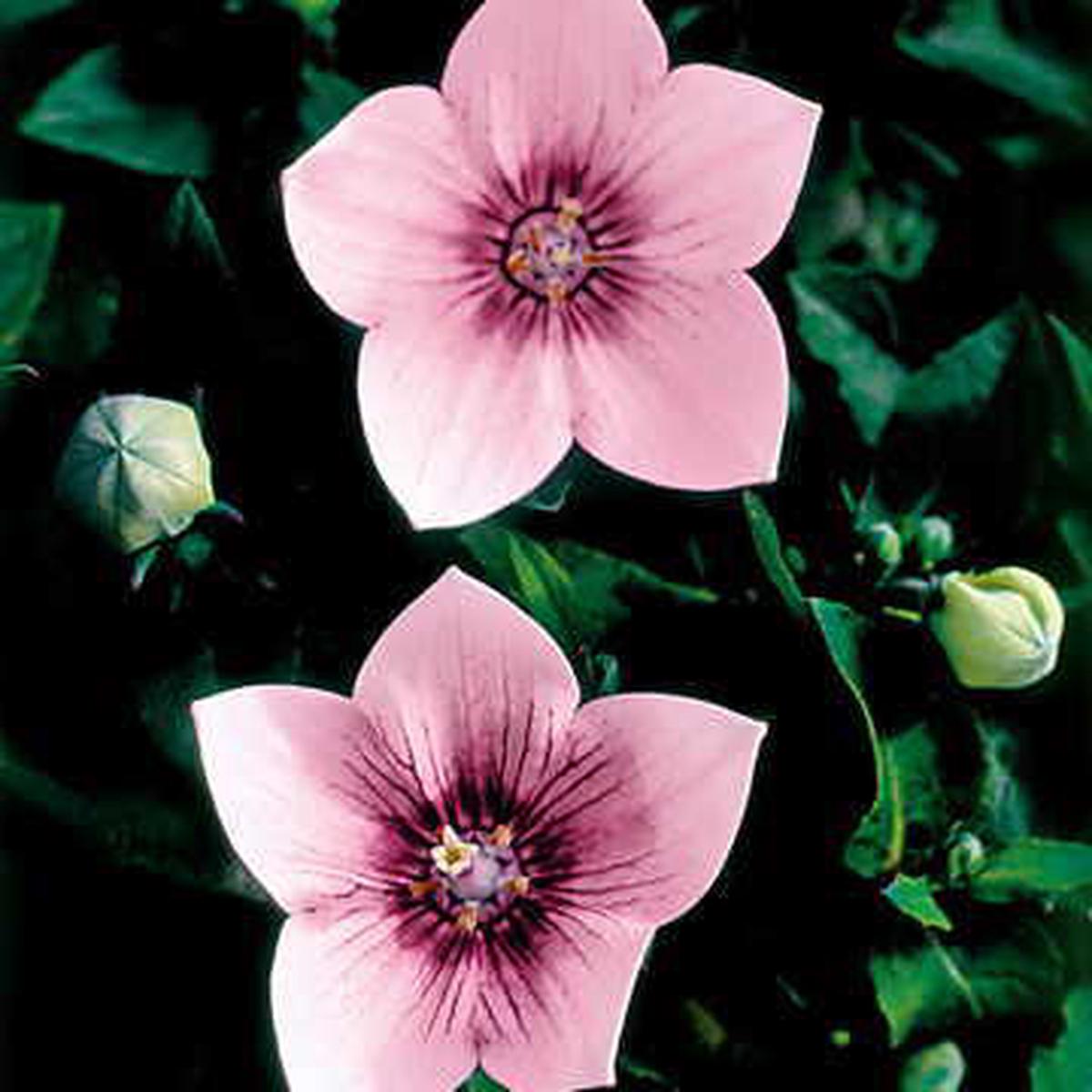 Astra Pink Balloon Flower Seeds | Large Pink Platycodon Blooms  Heirloom, Non-GMO, High Germination Organic Garden Seeds