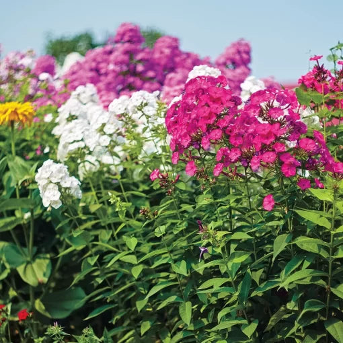 Bees Bouquet Hardy Phlox Seeds | Perennial Pollinator-Friendly Phlox  Heirloom, Non-GMO, High Germination Organic Garden Seeds