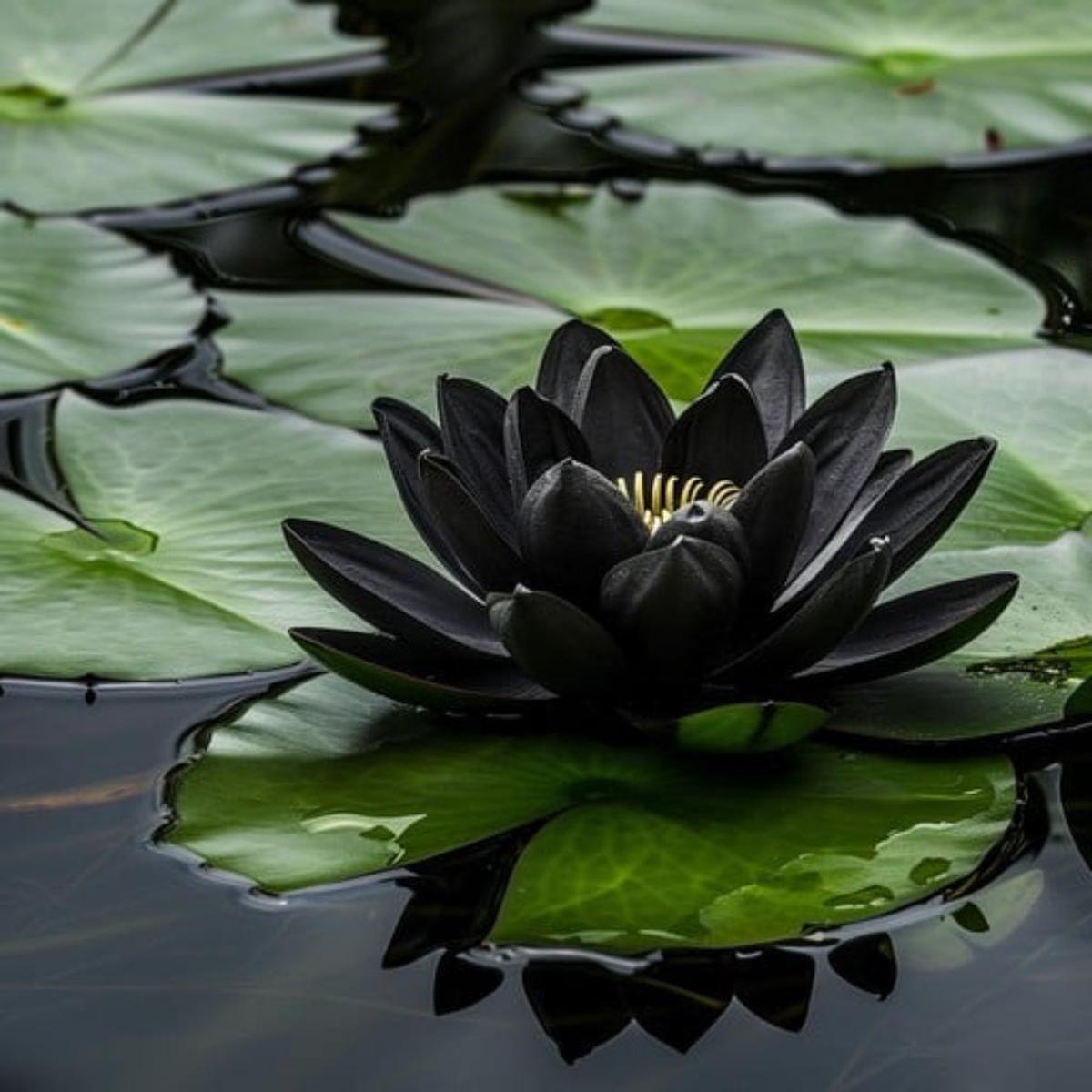 Black Lotus Seeds for Planting  Heirloom, Non-GMO, Rare, Aquatic Flower