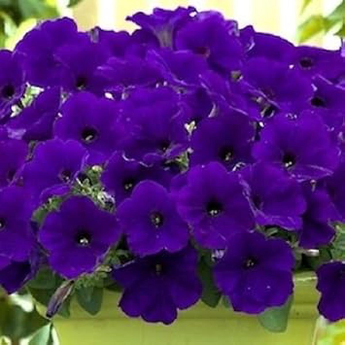 Blue Petunia Flower Seeds for Planting | Heirloom Non-GMO High Germination Organic Garden Seeds