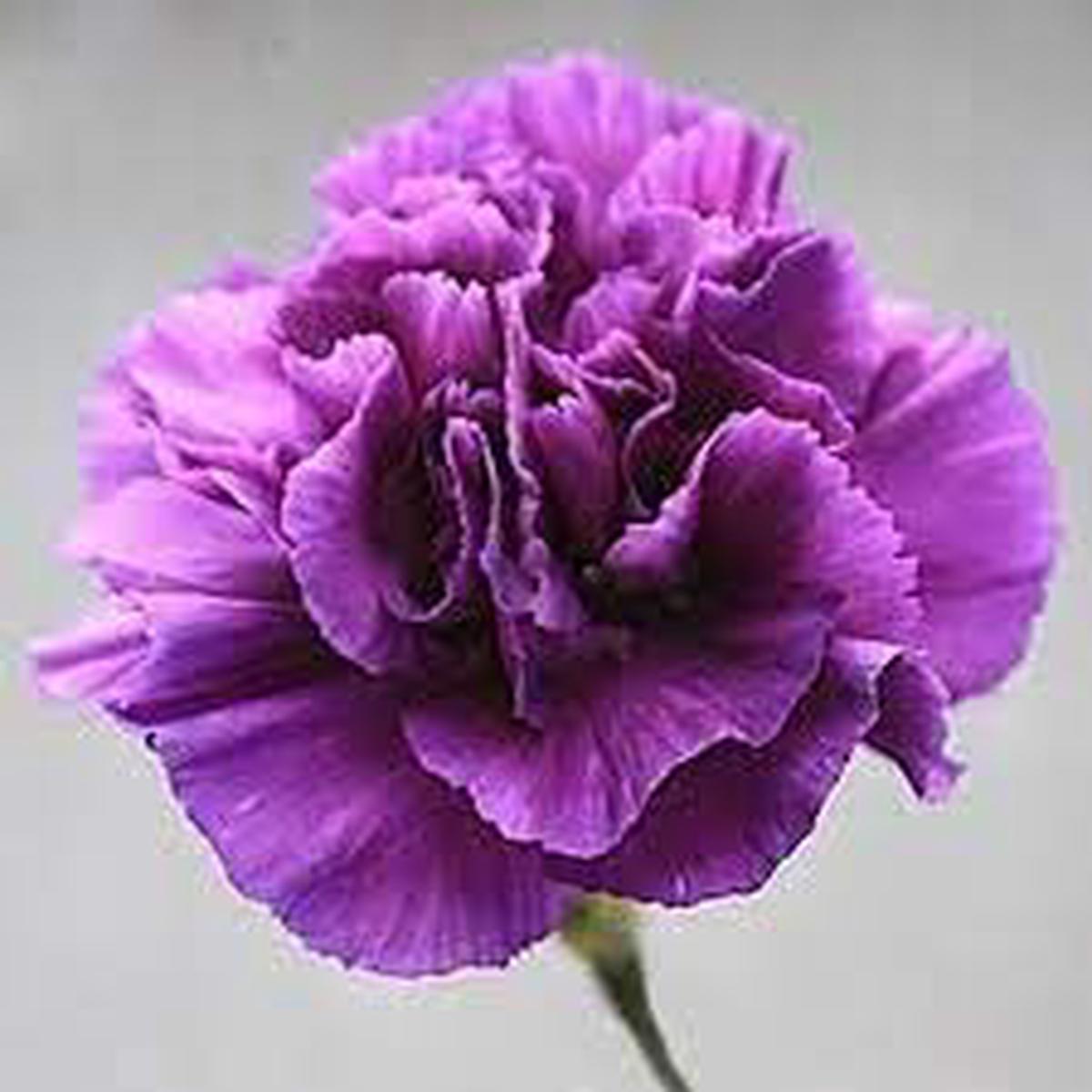 Carnation Flower Seeds for Planting, Heirloom, Non-GMO, 100 pcs