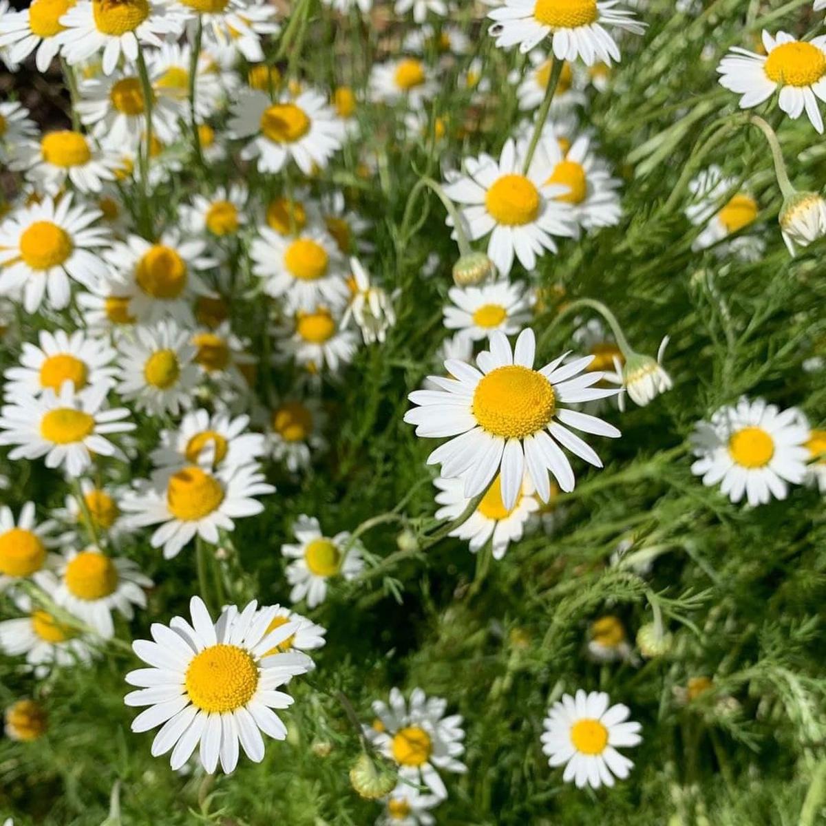 Chamomile Flower Seeds for Planting  Heirloom, Non-GMO, Medicinal, Easy to Grow