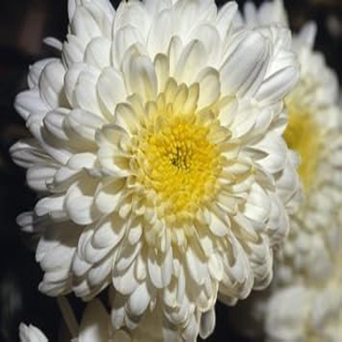 Chrysanthemum Flower Seeds Yellow White for Planting  Non-GMO Organic Garden Seeds, High Germination