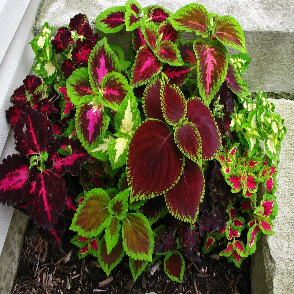 Coleus Coleus scutellarioides Flower Seeds for Planting in Indoor Pots