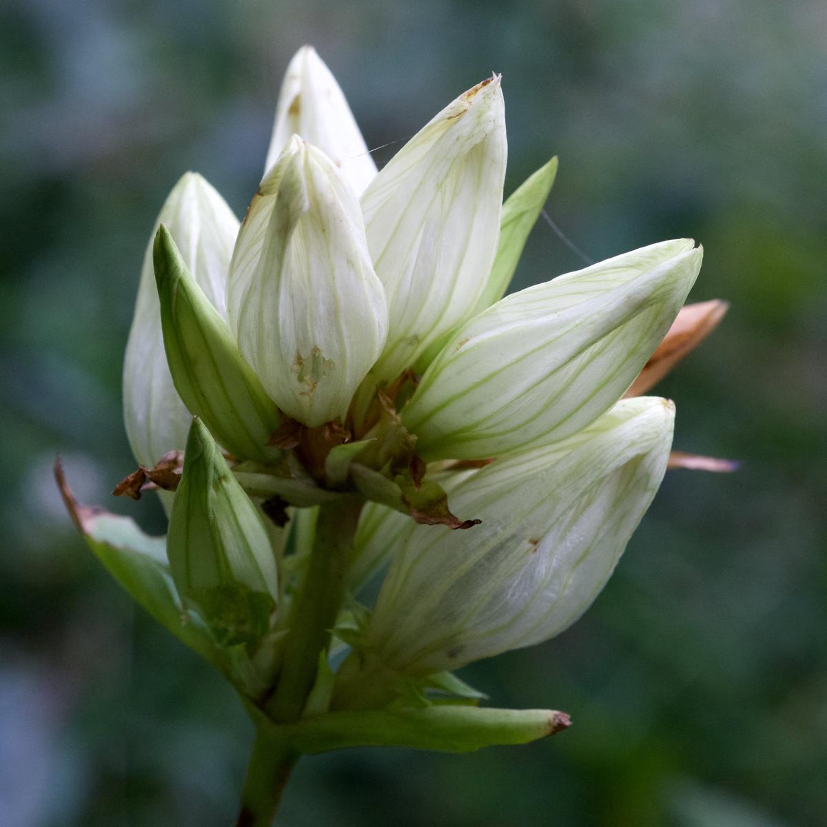 Cream Gentiana Flower Seeds for Planting Heirloom Non-GMO, High Germination Organic Garden Seeds