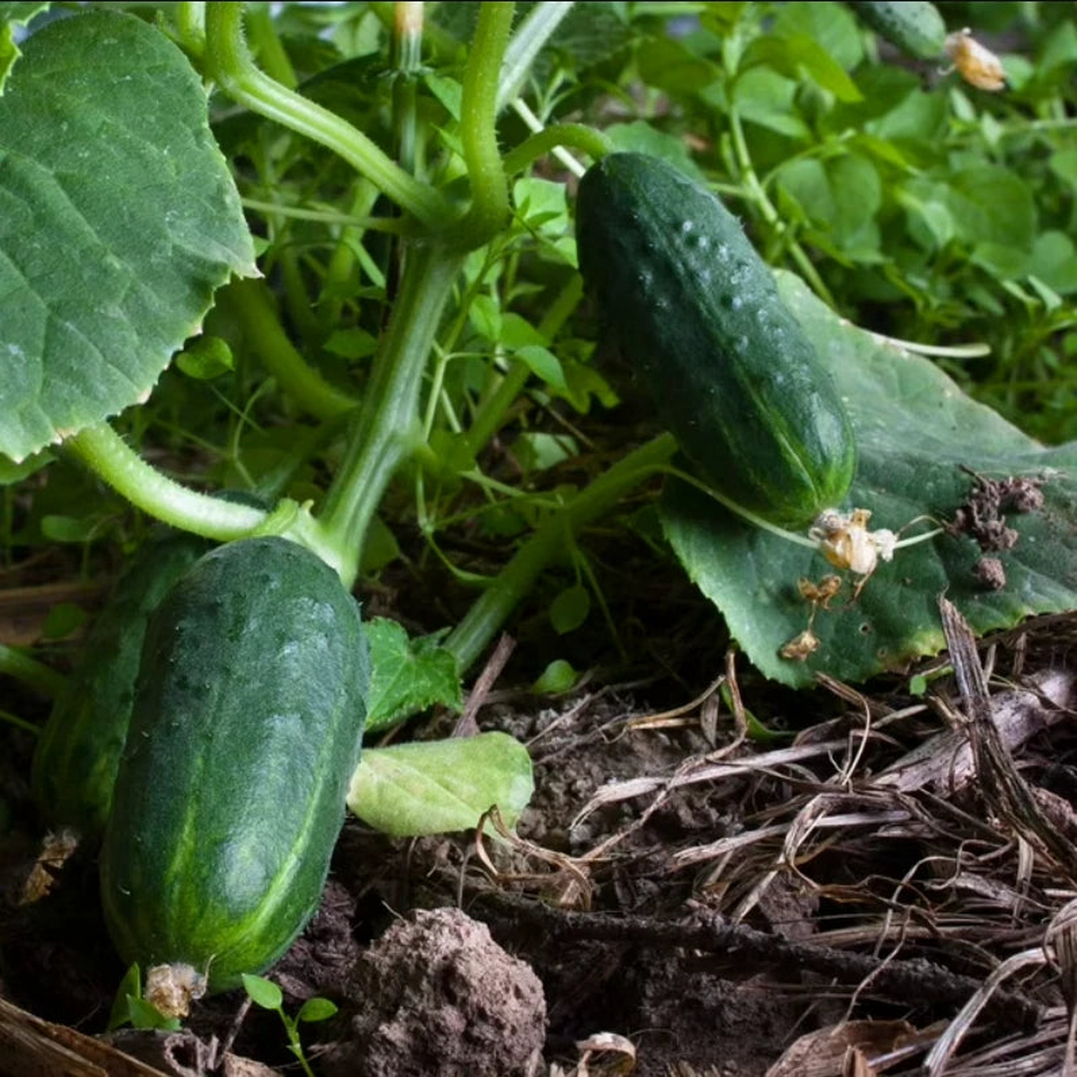 Cucumber Seeds SPACEMASTER Containers Vine Grow Seeds  Heirloom, Non-GMO, High Germination Organic Garden Seeds