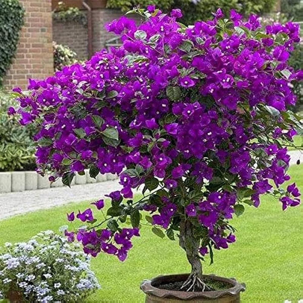 Dark Violet Bougainvillea Flower Seeds for Planting  Hardy Variety, Heirloom & Non-GMO Seeds for Home Garden