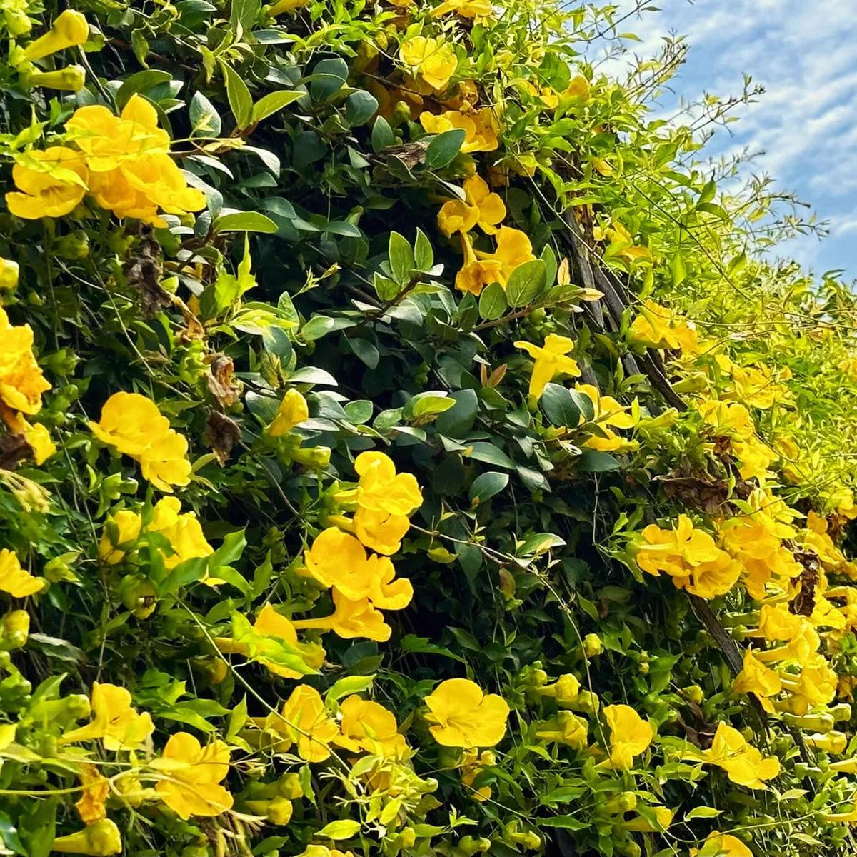 Dolichandra Flower seeds for Planting Cut Flower Favorite Heirloom & GMO Free Seeds for Home Garden