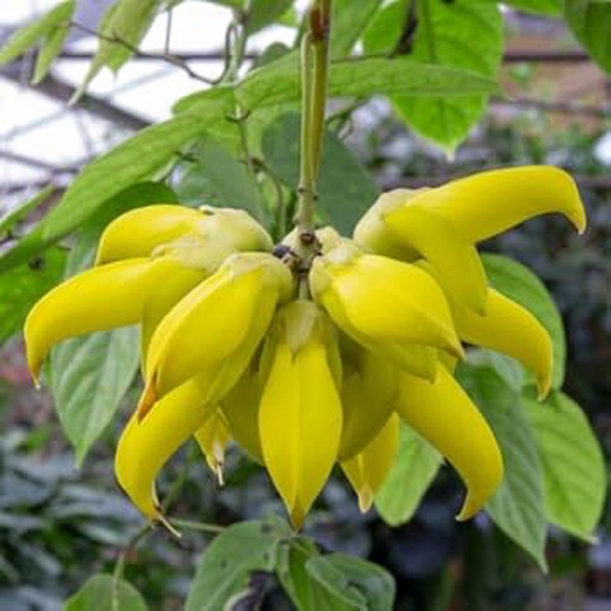 Endangered Jade Flower Seeds for Planting Organic Heirloom, Non-GMO, High Germination Garden Seeds