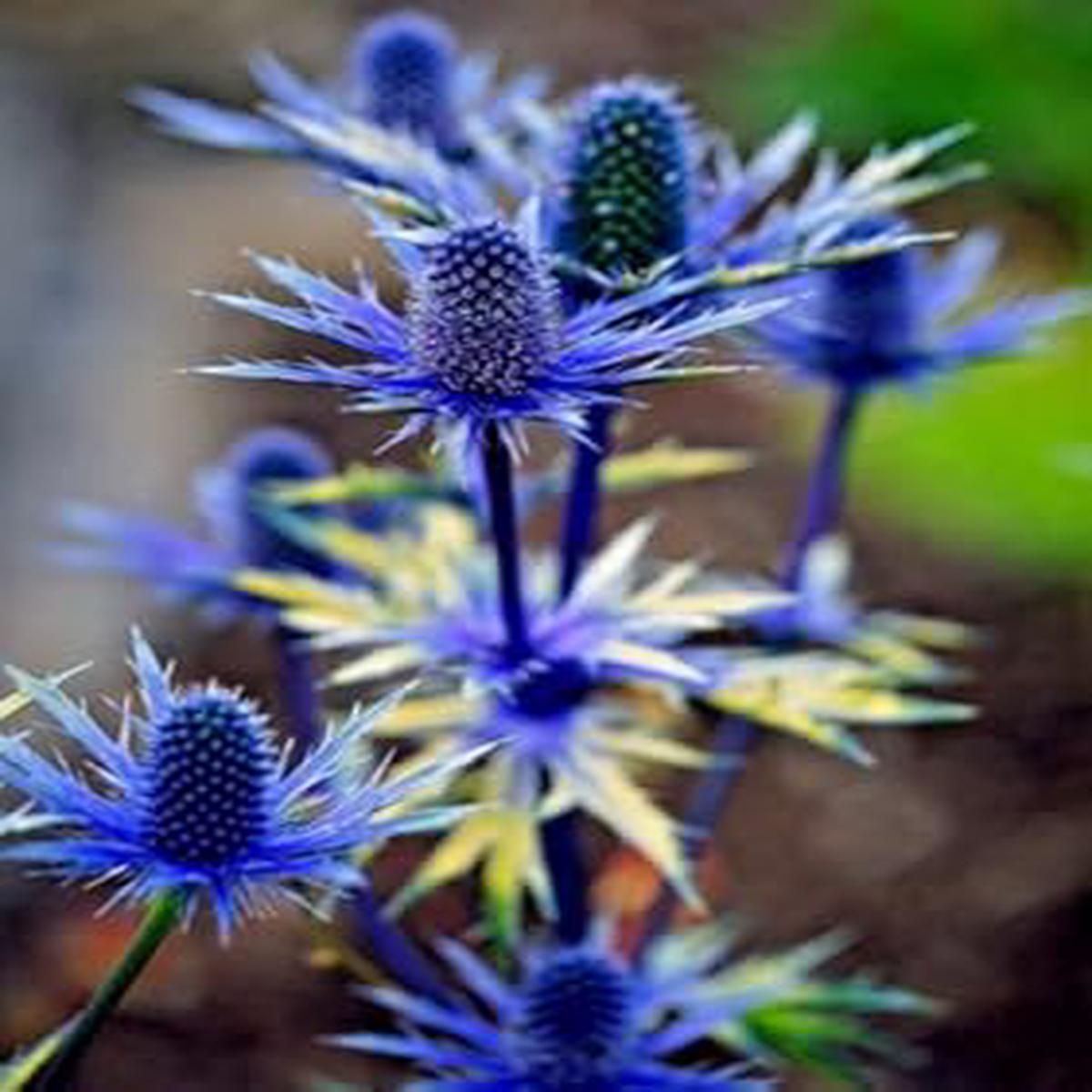 Eryngium Alpinum Plant Seeds for Planting  Non-GMO Organic Garden Seeds, High Germination