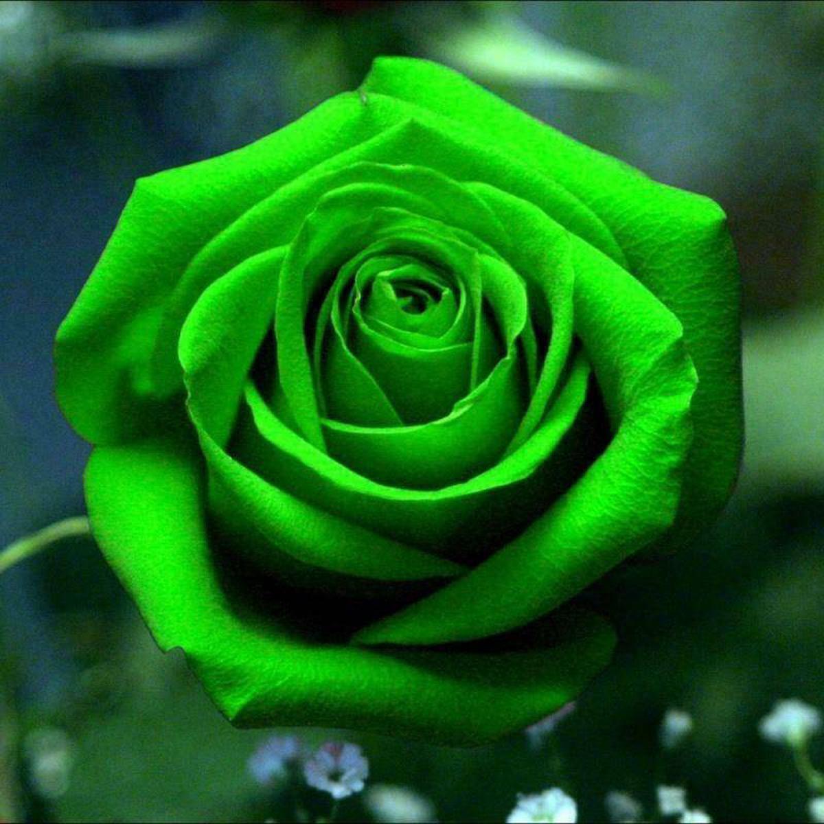 Green Rose Flower Seeds  Unique Green Blooms, Non-GMO, Easy to Grow