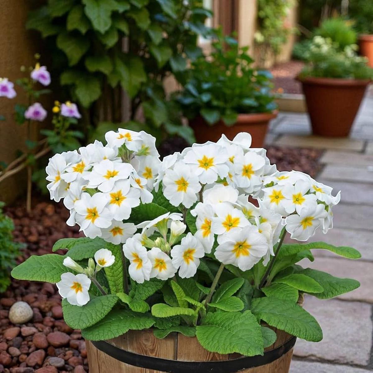 Green White Primrose Flower Seeds for Planting Heirloom Non-GMO, High Germination Organic Garden Seeds