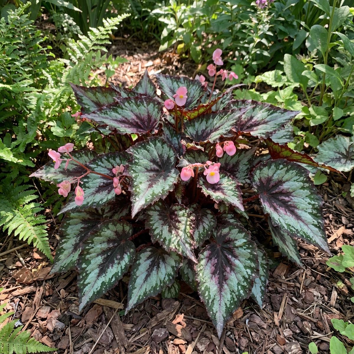 Hardy Begonia Rex Talee Seeds for Planting