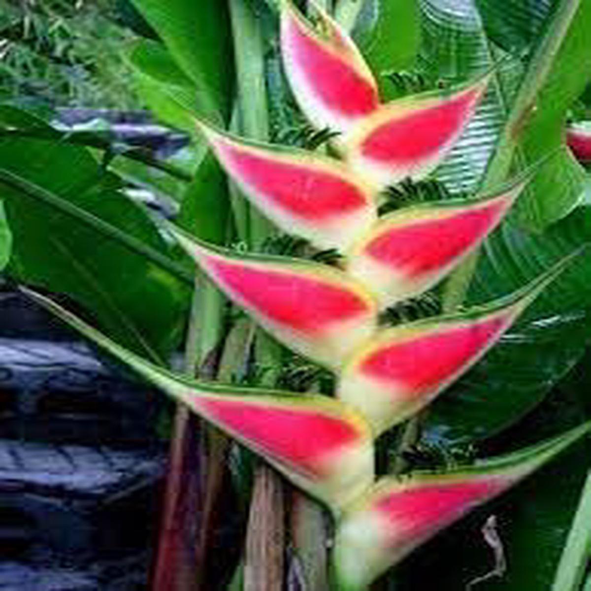 Heirloom Heliconia Wagneriana Flower Seeds for Planting  Low Maintenance, Non-GMO, High Germination Organic Garden Seeds