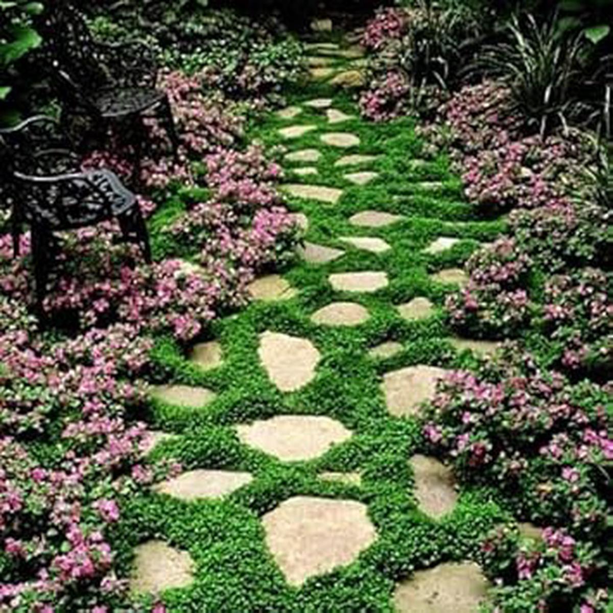 Heirloom Non-GMO Pink Dichondra Repens Plant Seeds ?? Ornamental Ground Cover for Garden Planting